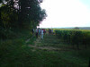 Vendanges 1